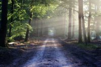 sortie-foret-creacoop14